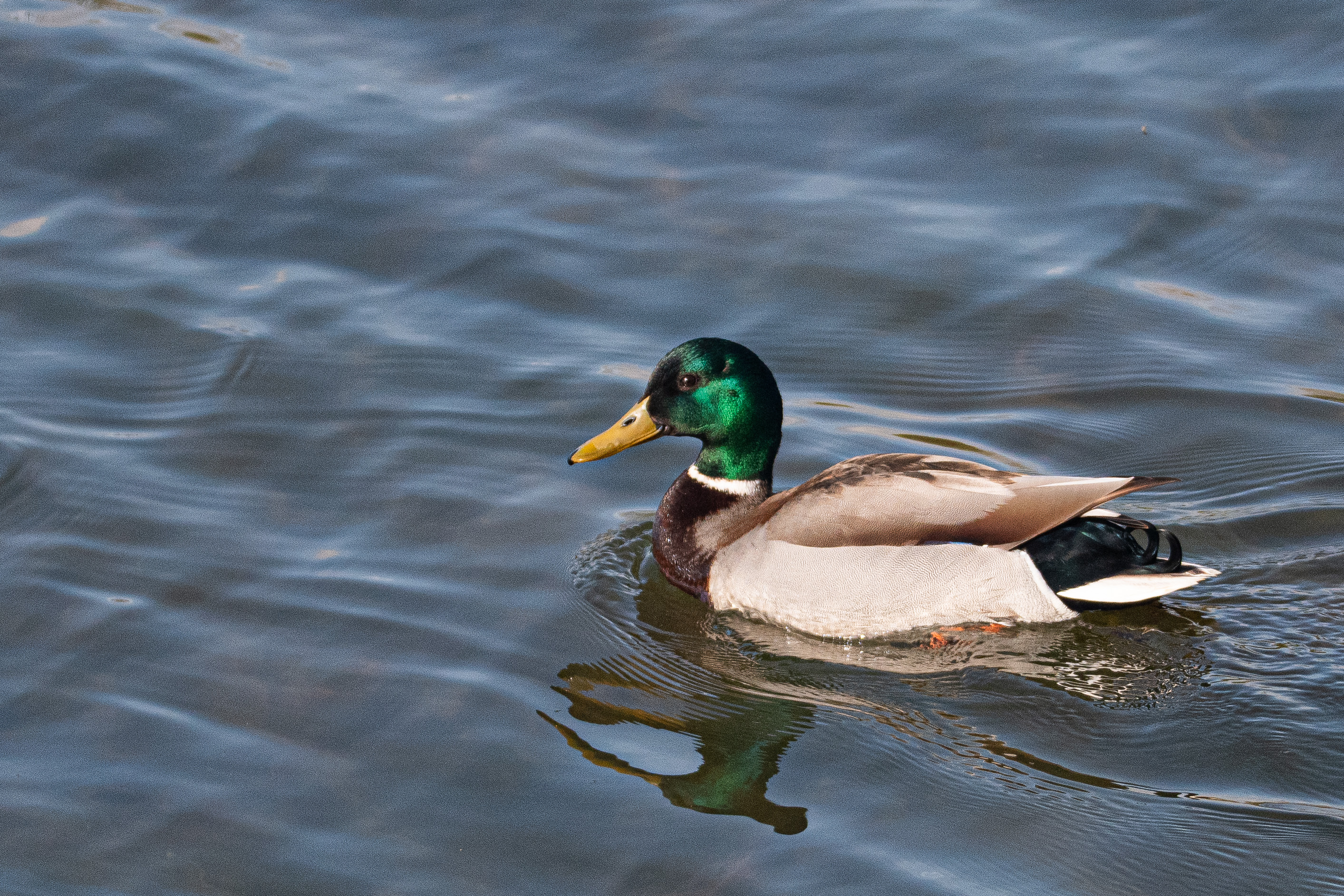 Canard colvert (Mallard, Anas platyrhynchos), mâle nuptial, Réserve Naturelle de Mont-Bernanchon, Hauts de France.